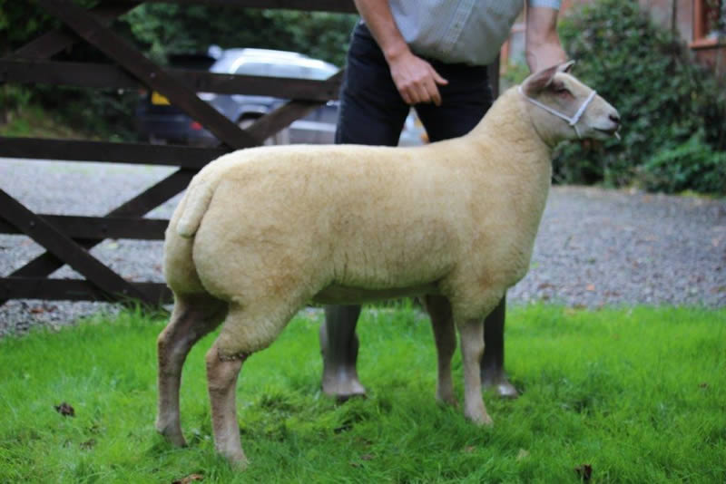 Edstaston Penelope 15TG00447 Lot No. 104 Edstaston Penelope 15TG00447 Lot No. 104